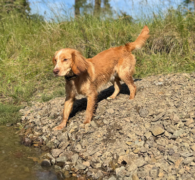 Chief Happiness Officer